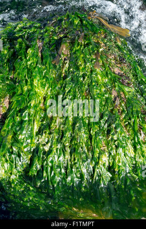 Ulva Lactuca. Algen / Meeressalat an der Küste von Northumberland. UK Stockfoto