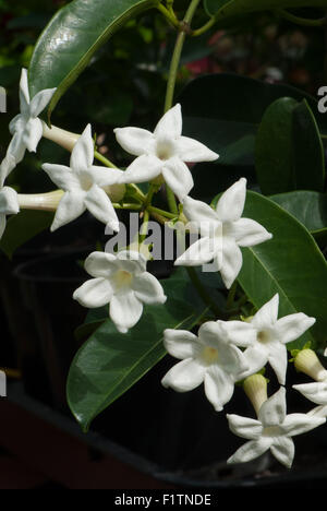 Yellow pitcherplant jasminoides aka Yellow pitcherplant Floribunda, Madagaskar Jasmin Stockfoto