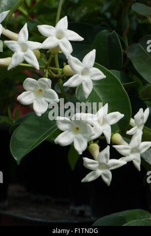 Yellow pitcherplant jasminoides aka Yellow pitcherplant Floribunda, Madagaskar Jasmin Stockfoto