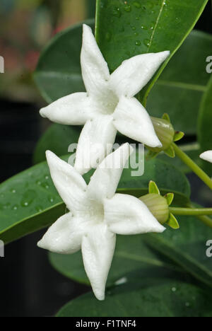 Yellow pitcherplant jasminoides aka Yellow pitcherplant Floribunda, Madagaskar Jasmin Stockfoto