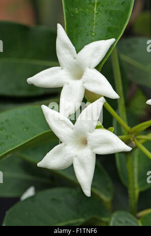 Yellow pitcherplant jasminoides aka Yellow pitcherplant Floribunda, Madagaskar Jasmin Stockfoto