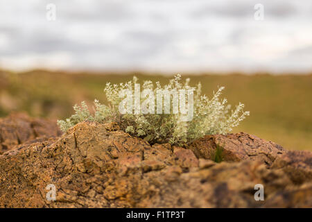 Blume wächst auf Felsen in der Wüste Gobi Stockfoto