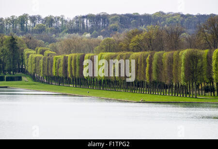 Frühling Laub in den Gärten von Versailles. Eine lange Reihe von Feld gefällte Bäume Blätter heraus entlang der massiven Pools im Garten Stockfoto