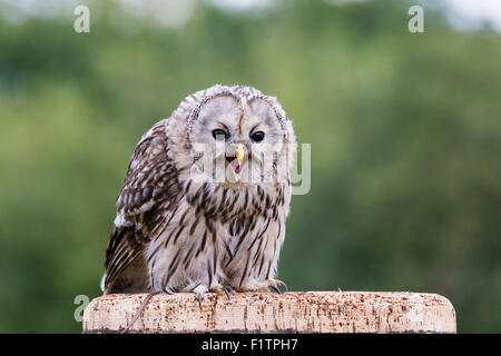 Habichtskauz im ICBP in Newent, Gloucester Stockfoto