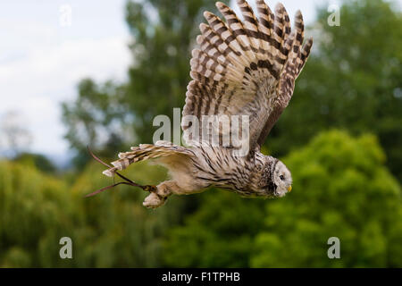 Habichtskauz im ICBP in Newent, Gloucester Stockfoto