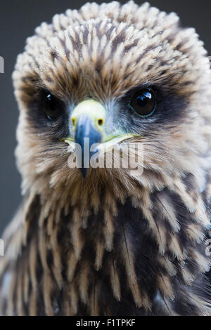 Ein Yellow-Billed Kite bei ICBP, Newent, Gloucester Stockfoto