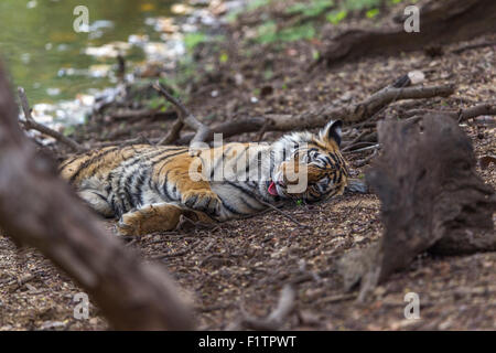 Bengal Tiger in der Nähe von Rajbaug See Ranthambhore Wald liegen. [Panthera Tigris] Stockfoto