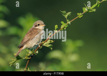 Junge Neuntöter / Neuntoeter (Lanius Collurio) hocken auf einem exponierten Zweig Sicherungsbeziehung zwischen grünen Blättern. Stockfoto