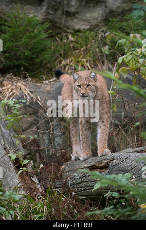 Eurasischer Luchs Jagd / Eurasischer Luchs (Lynx Lynx) stehend auf einem Felsen in einem Wald im Herbst in der Morgendämmerung. Stockfoto