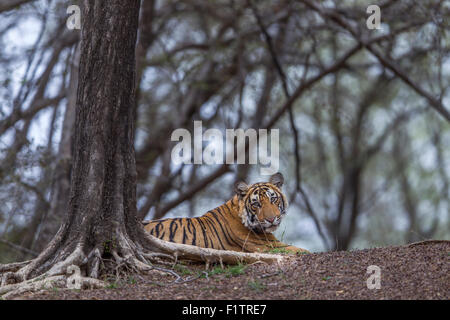 Junge Bengal Tiger ruht auf Features Ranthambhore Wald. [Panthera Tigris] Stockfoto