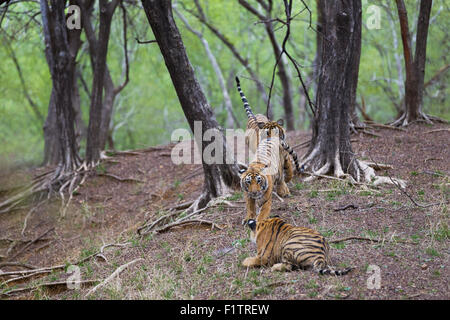 Bengal Tiger Geschwister in einem spielerischen Kampf am Ranthambhore Wald. [Panthera Tigris] Stockfoto