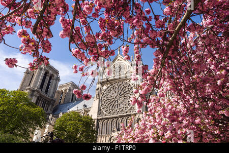 Notre-Dame mit Frühlings-Blüte. Die Westfassade der Kathedrale Notre-Dame von hellen Rosa blühenden Bäumen umrahmt. Stockfoto