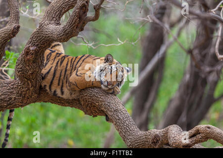 Ein Bengal Tiger rund 13 Monate alt kletterte auf einen Baum in Ranthambhore Wald, Indien. [Panthera Tigris] Stockfoto