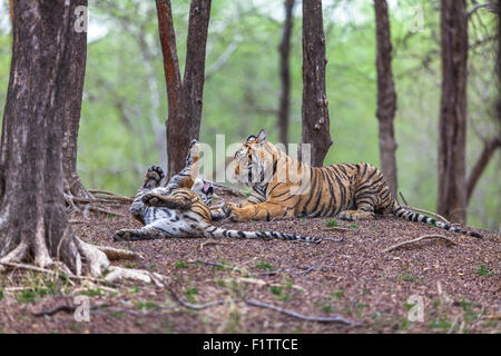 Bengal Tiger Geschwister in einem spielerischen Kampf am Ranthambhore Wald. [Panthera Tigris] Stockfoto