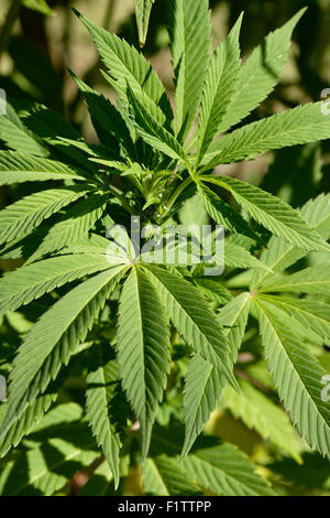 Weiblichen Cannabispflanze Stockfoto