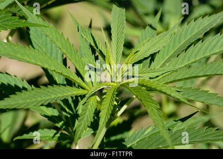 Weiblichen Cannabispflanze Stockfoto