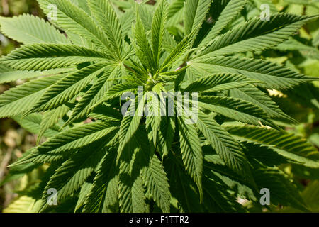 Weiblichen Cannabispflanze Stockfoto