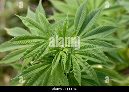 Weiblichen Cannabispflanze Stockfoto