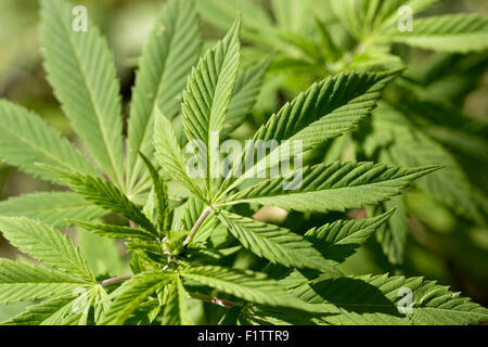 Weiblichen Cannabispflanze Stockfoto