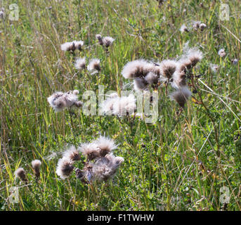 Schleichende Distel (Cirsium Arvense) Samen Nordostengland, UK Stockfoto