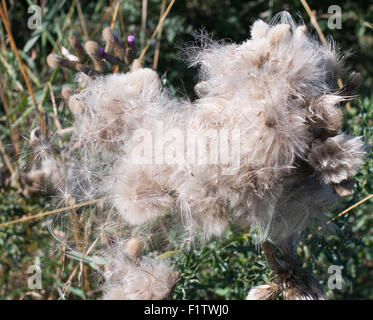 Schleichende Distel (Cirsium Arvense) Samen Nordostengland, UK Stockfoto