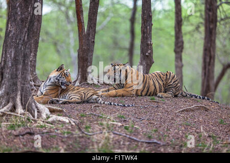 Wilde junge Tiger rund 13 Monate in Ranthambhore Wald, Indien. [Panthera Tigris] Stockfoto