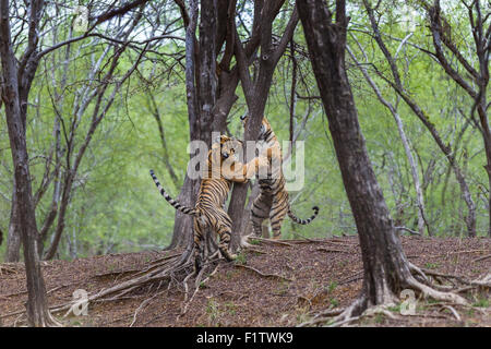 Bengal Tiger Geschwister in einem spielerischen Kampf am Ranthambhore Wald. [Panthera Tigris] Stockfoto