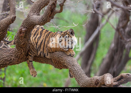 Ein Bengal Tiger rund 13 Monate alt kletterte auf einen Baum in Ranthambhore Wald, Indien. [Panthera Tigris] Stockfoto