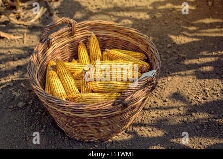 Geernteten Mais im Weidenkorb, frisch gepflückten Maize Ohren heraus im Bereich Landwirtschaft, selektiven Fokus Stockfoto