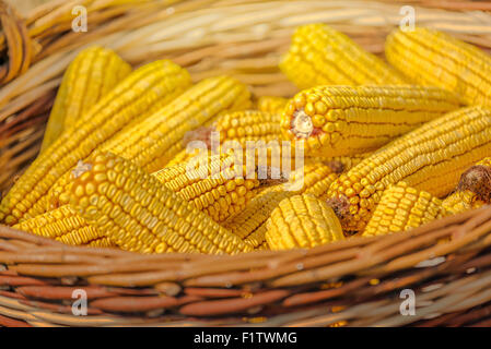 Nahaufnahme der geernteten Mais im Weidenkorb, frisch gepflückten Maize Ohren im Bereich Landwirtschaft, selektiven Fokus Stockfoto