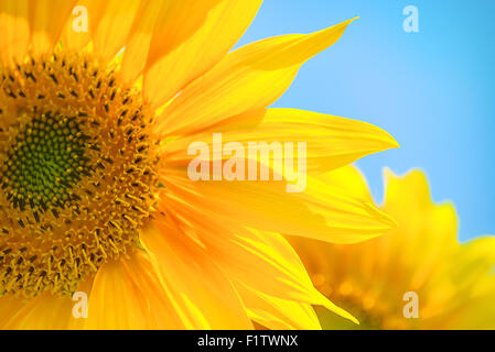 Sonnenblume gegen blauen Himmel, Kulturpflanze im Bereich Landwirtschaft, selektiven Fokus Stockfoto