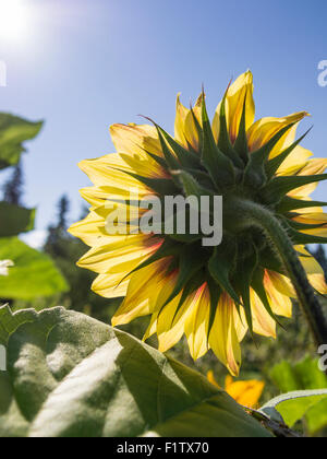 Sonnenblume Kopf nach einer hellen Sonne. Eine gelbe Sonnenblumen von hinten wie es Gesichter die knackige Prärie Sonne in einem klaren blauen Himmel. Stockfoto
