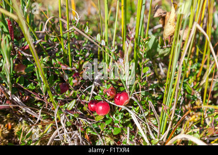 Wilde Preiselbeeren wachsen im Moor, im Herbst ernten Stockfoto