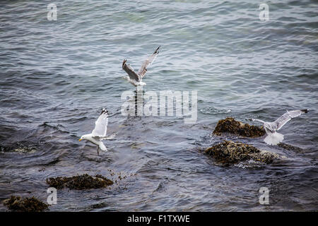 Möwen fliegen über den Ozean. Stockfoto