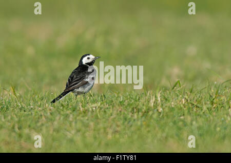 Weibliche Pied Bachstelze-Motacilla Alba. Frühling. UK Stockfoto