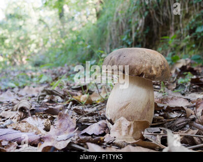 Porcino Pilze im Wald. Boletus Aereus aka dunkle Cep, Bronze Bolete. Viel begehrt! Stockfoto