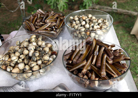 Muscheln und Muscheln gestochen. Stockfoto