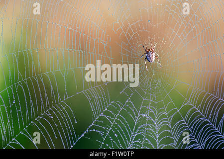 Spinne im Spinnennetz Stockfoto