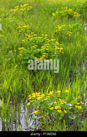 Sumpfdotterblumen (Caltha Palustris) auf Gotland, Schweden Stockfoto