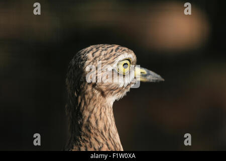 Eurasische Triel (Burhinus Oedicnemus) im Zoo von Pilsen in Westböhmen, Tschechien. Stockfoto