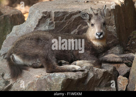 Zentrale chinesische goral (Nemorhaedus Caudatus Arnouxianus) im Zoo von Pilsen in Westböhmen, Tschechien. Stockfoto