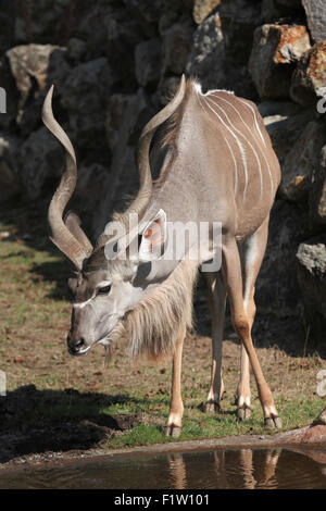 Große Kudu (Tragelaphus Strepsiceros) im Zoo von Pilsen in Westböhmen, Tschechien. Stockfoto