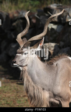 Große Kudu (Tragelaphus Strepsiceros) im Zoo von Pilsen in Westböhmen, Tschechien. Stockfoto
