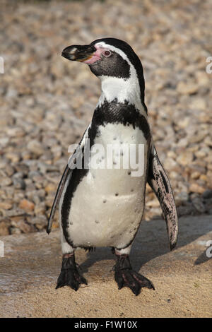 Humboldt-Pinguin (Spheniscus Humboldti), auch bekannt als der chilenischen Pinguin im Zoo von Pilsen in Westböhmen, Tschechien. Stockfoto