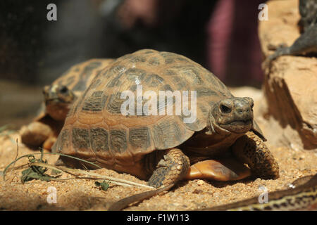 Gemeinsamen Spinne Schildkröte (Pyxis Arachnoides Arachnoides) im Zoo von Pilsen in Westböhmen, Tschechien. Stockfoto