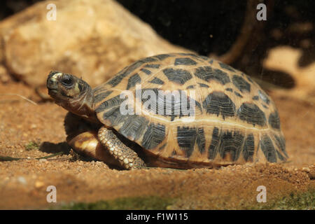 Gemeinsamen Spinne Schildkröte (Pyxis Arachnoides Arachnoides) im Zoo von Pilsen in Westböhmen, Tschechien. Stockfoto