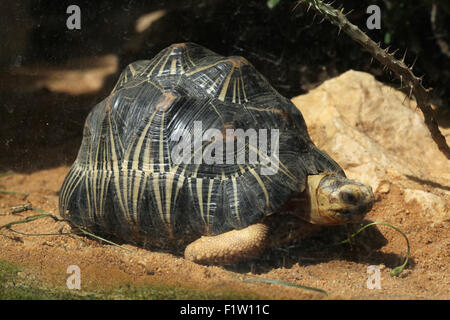 Ausgestorbene Schildkröte (Astrochelys Radiata) im Zoo von Pilsen in Westböhmen, Tschechien. Stockfoto