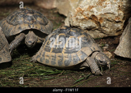 Östlichen Hermann Schildkröte (Testudo Hermanni Boettgeri) im Zoo von Pilsen in Westböhmen, Tschechien. Stockfoto