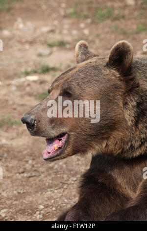 Braunbär (Ursus Arctos) im Zoo von Pilsen in Westböhmen, Tschechien. Stockfoto