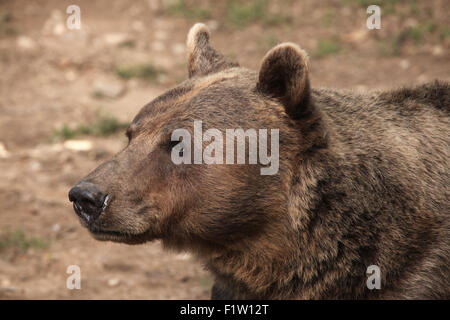 Braunbär (Ursus Arctos) im Zoo von Pilsen in Westböhmen, Tschechien. Stockfoto